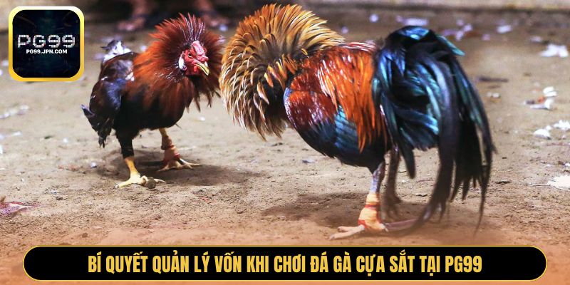 Bí quyết quản lý vốn khi chơi đá gà cựa sắt tại PG99