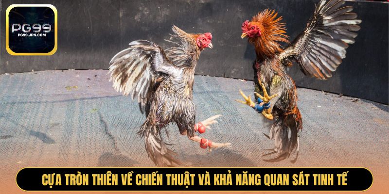 Cựa tròn thiên về chiến thuật và khả năng quan sát tinh tế