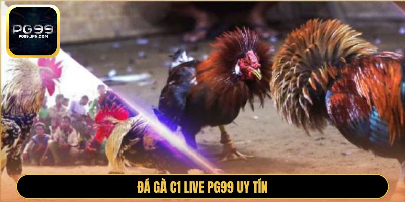 Đá gà C1 Live PG99 uy tín