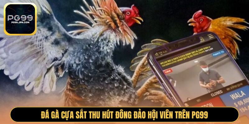 Đá gà cựa sắt thu hút đông đảo hội viên trên PG99