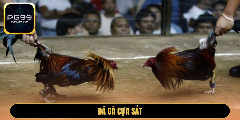 Đá gà cựa sắt