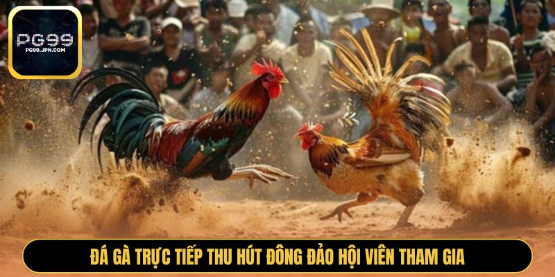 Đá gà trực tiếp thu hút đông đảo hội viên tham gia