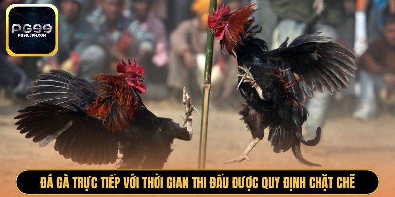 Đá gà trực tiếp với thời gian thi đấu được quy định chặt chẽ