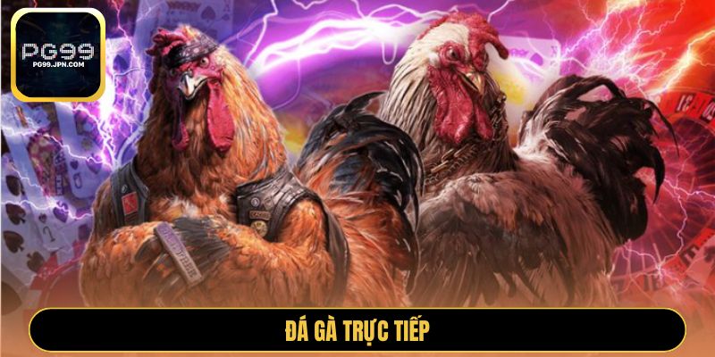 Đá gà trực tiếp