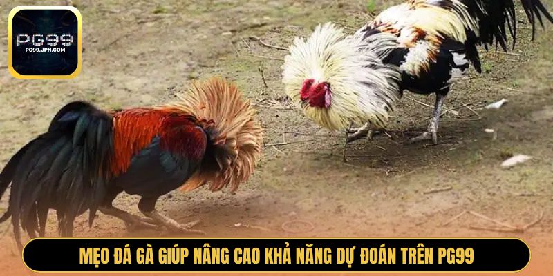 Mẹo đá gà giúp nâng cao khả năng dự đoán trên PG99