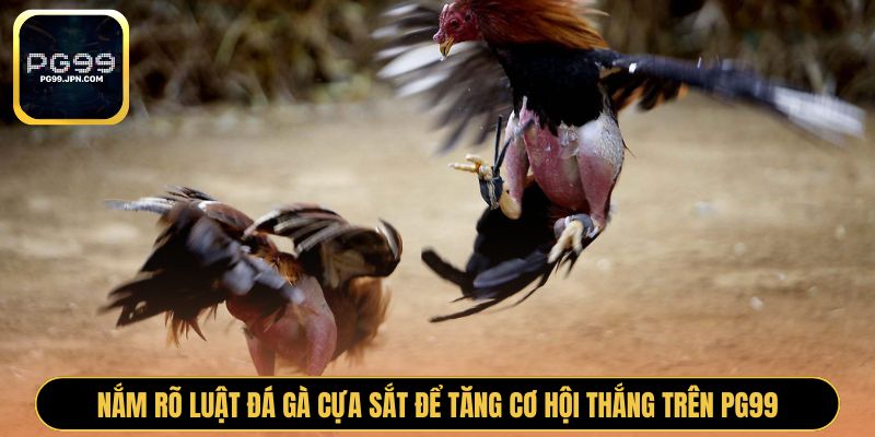 Nắm rõ luật đá gà cựa sắt để tăng cơ hội thắng trên PG99